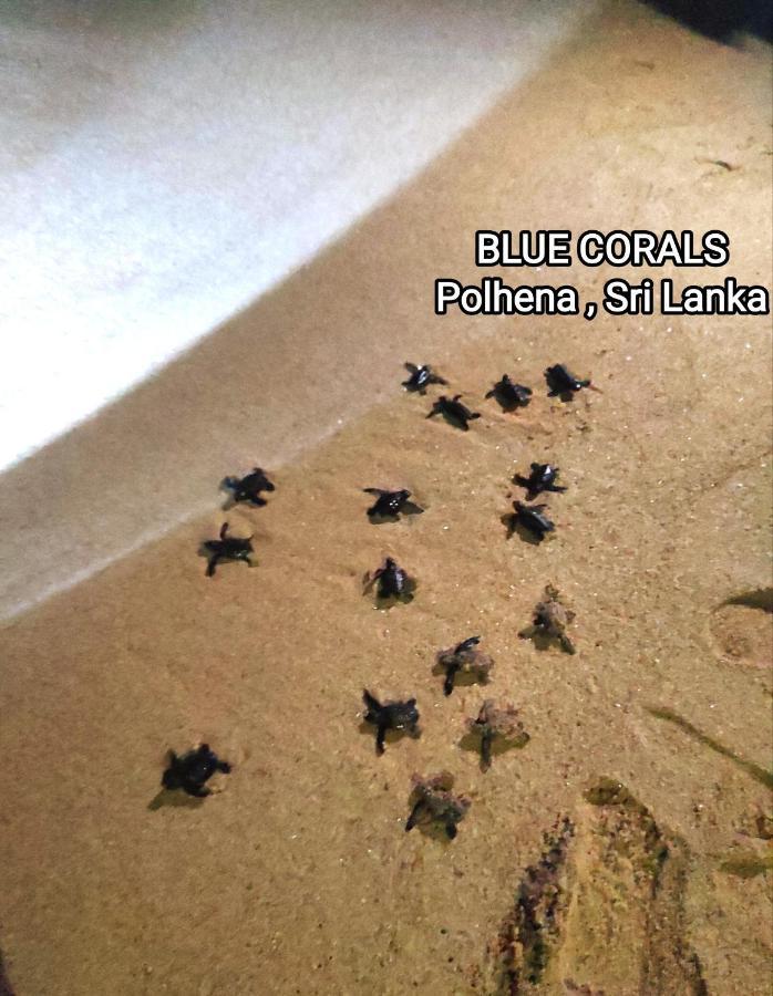 Blue Corals Beach Bungalow Matara Exteriér fotografie